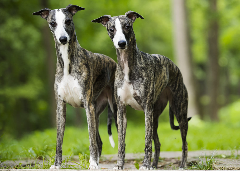 #22. Whippet